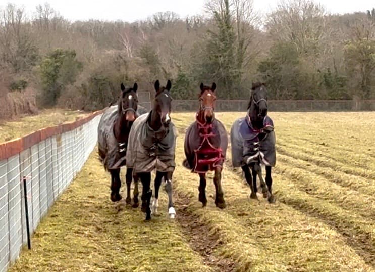 Paddocks & Turnout